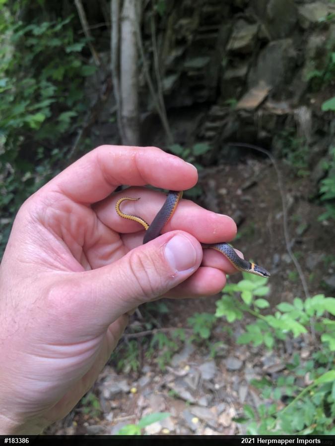 Northern Ring-necked Snake