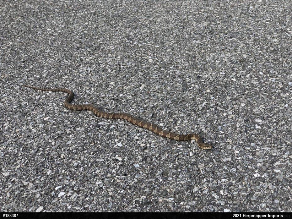 Northern Watersnake