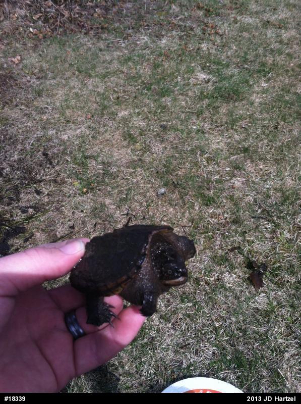 Snapping Turtle