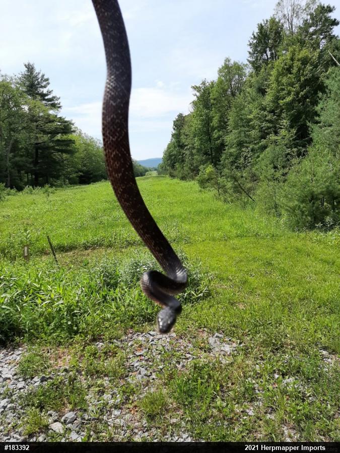 Eastern Ratsnake