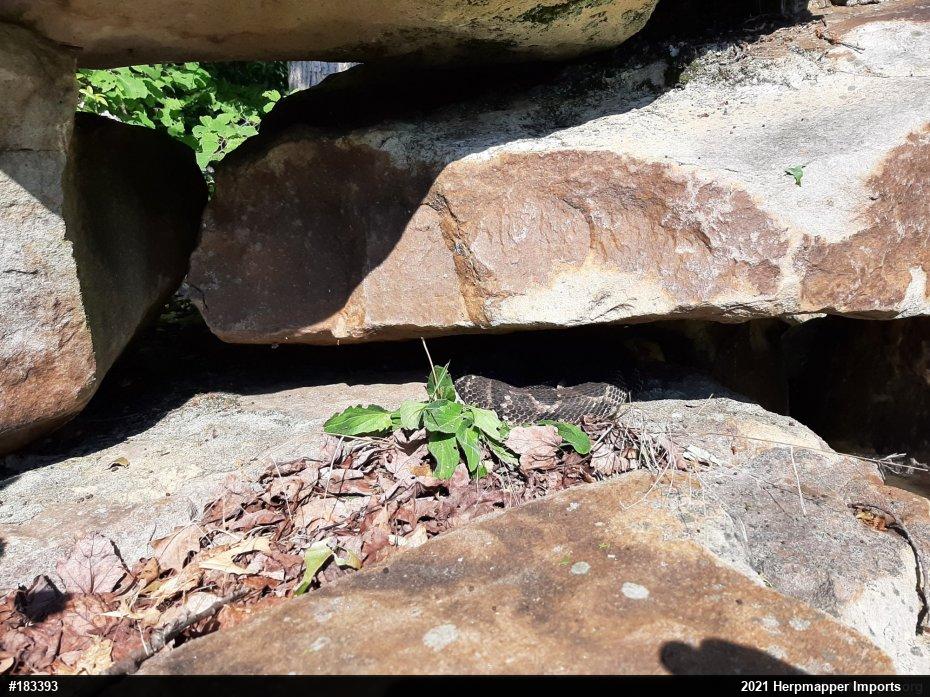 Timber Rattlesnake