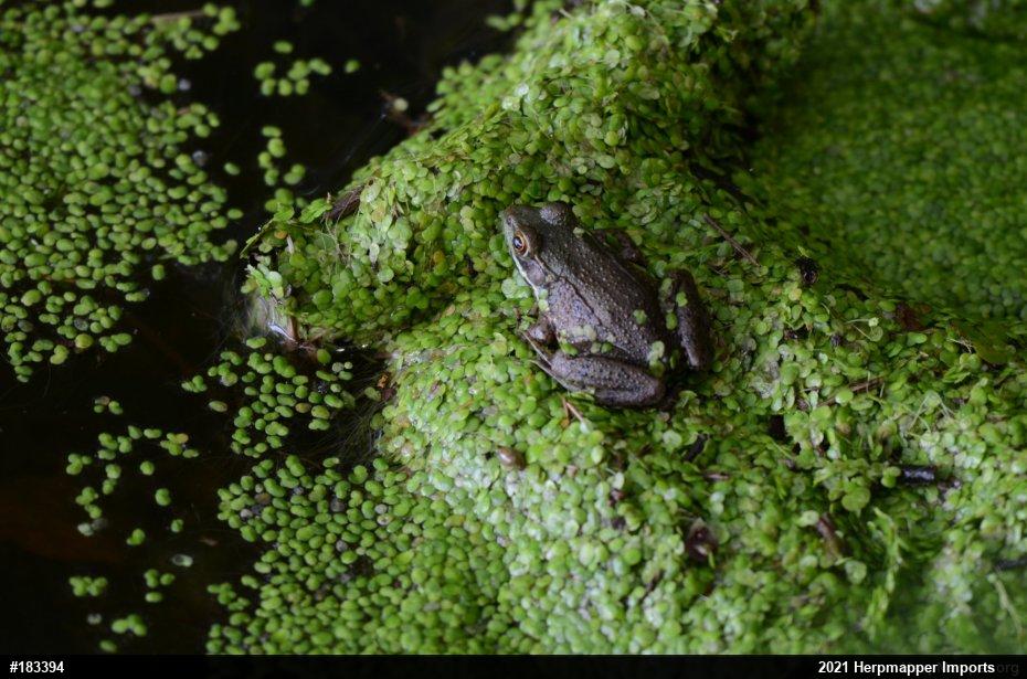 Green Frog