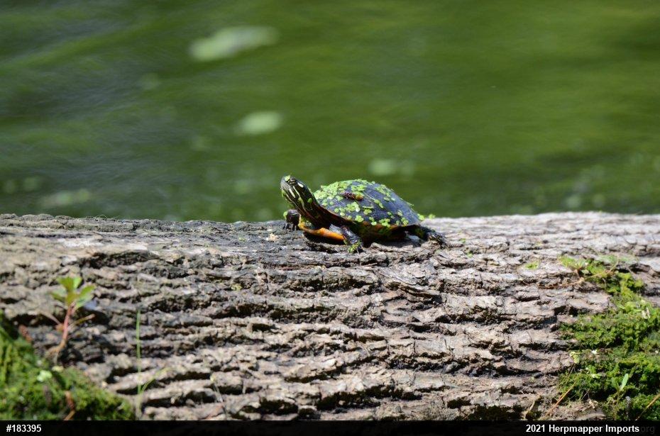Painted Turtle