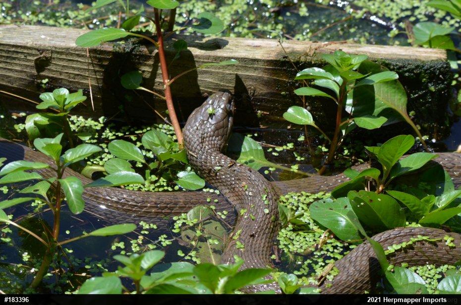 Northern Watersnake