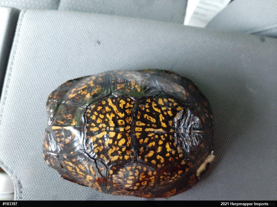Eastern Box Turtle