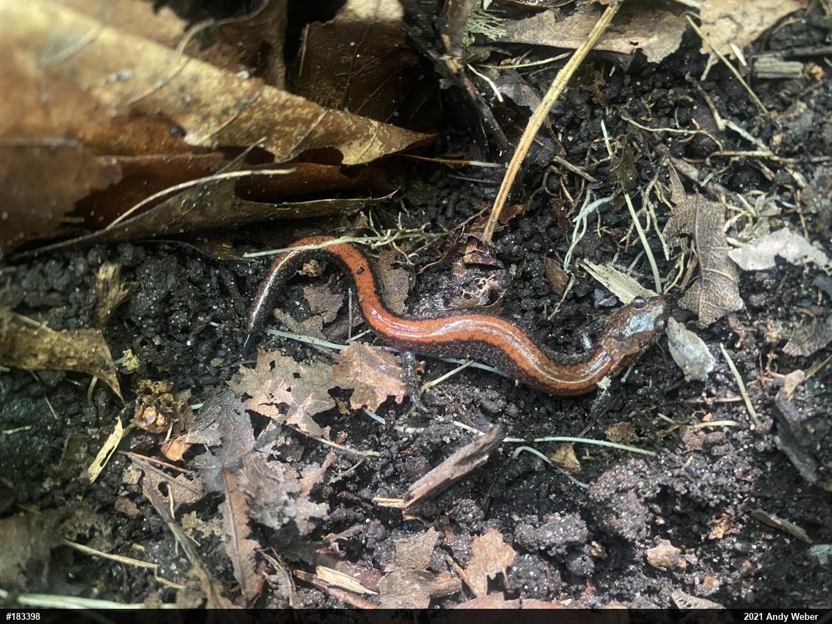 Eastern Red-backed  Salamander