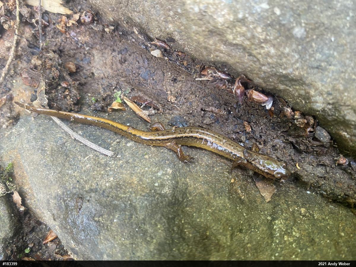 Northern Two-lined Salamander