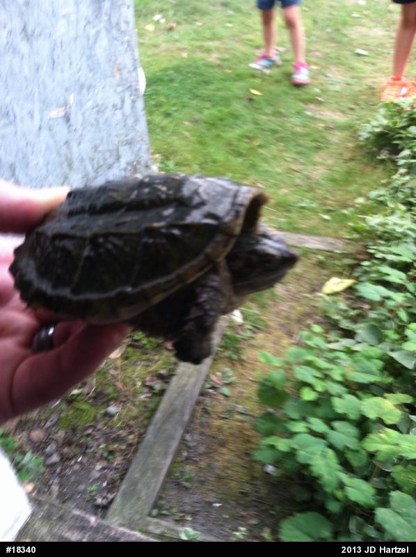 Snapping Turtle