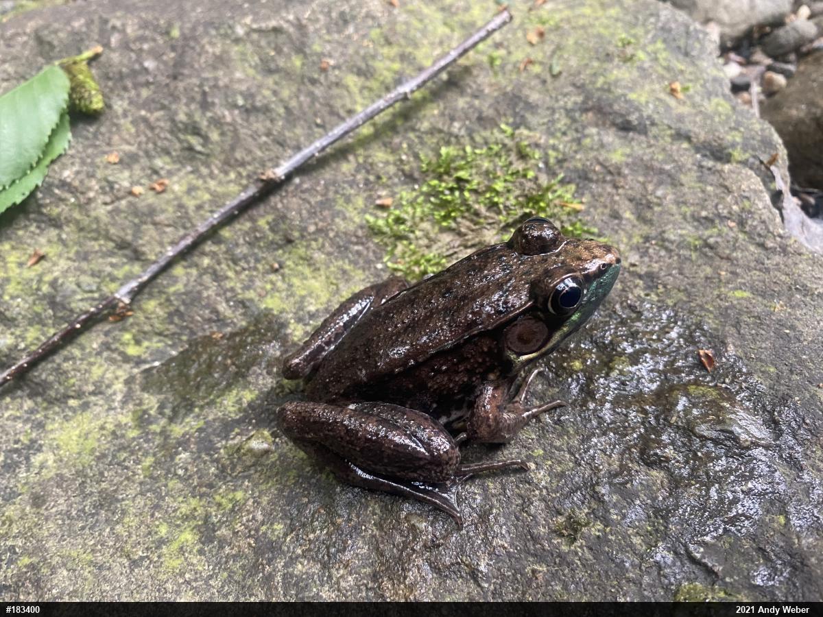 Green Frog