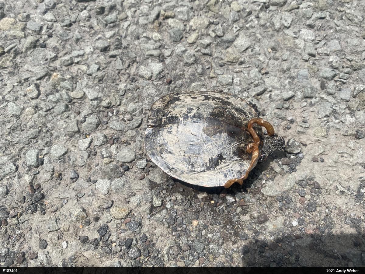 Painted Turtle