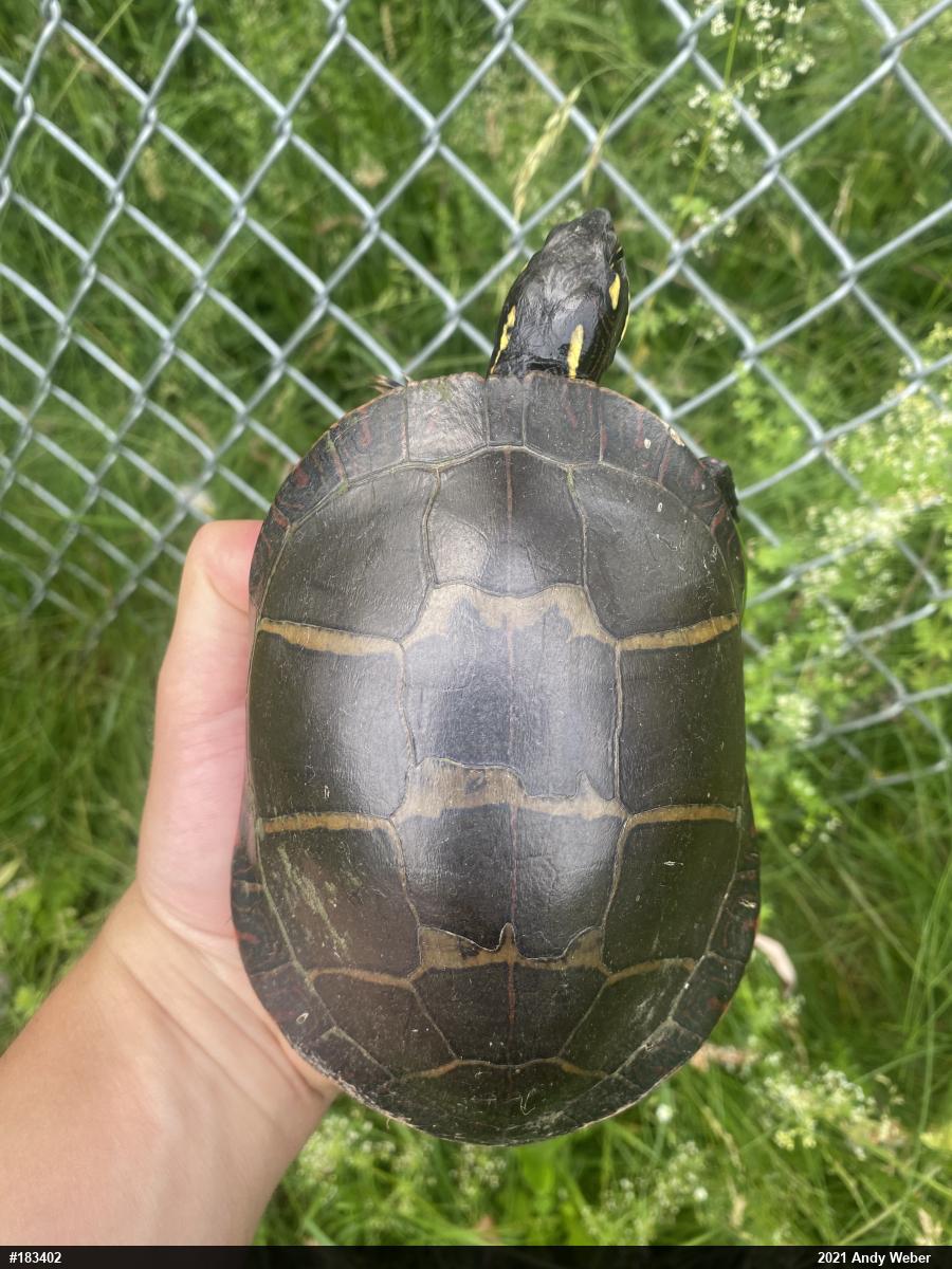 Eastern Painted Turtle