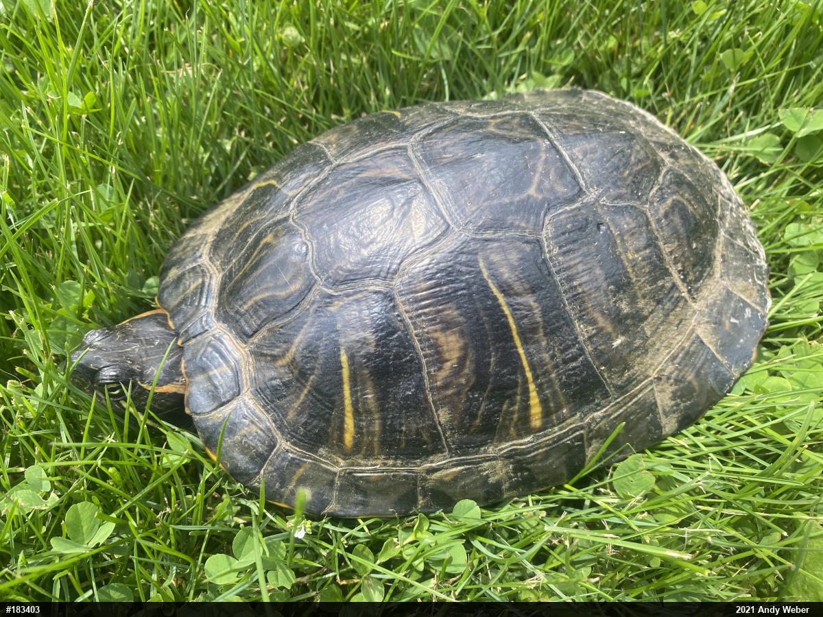 Red-eared Slider