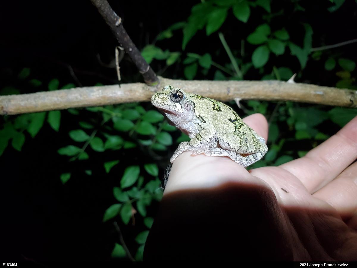 Unknown Gray Treefrog