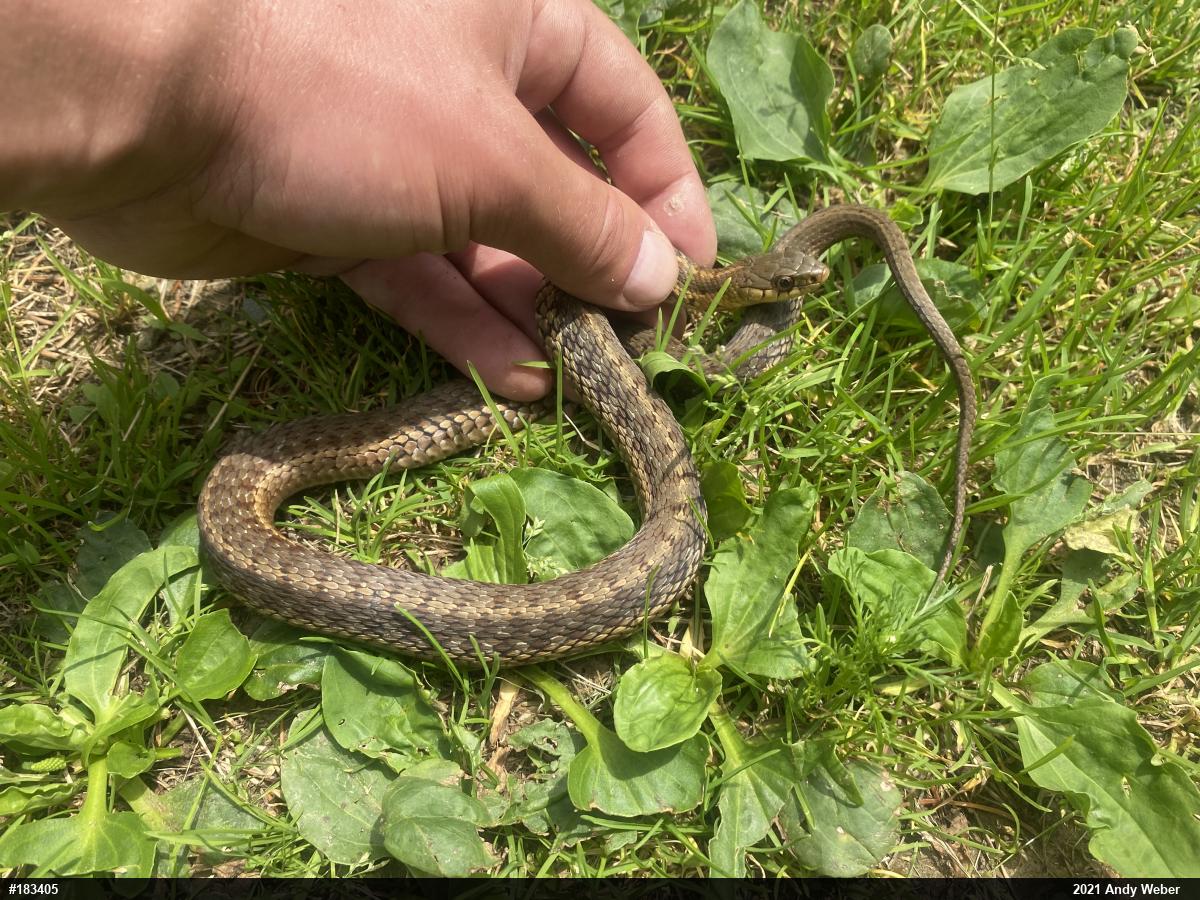 Eastern Gartersnake