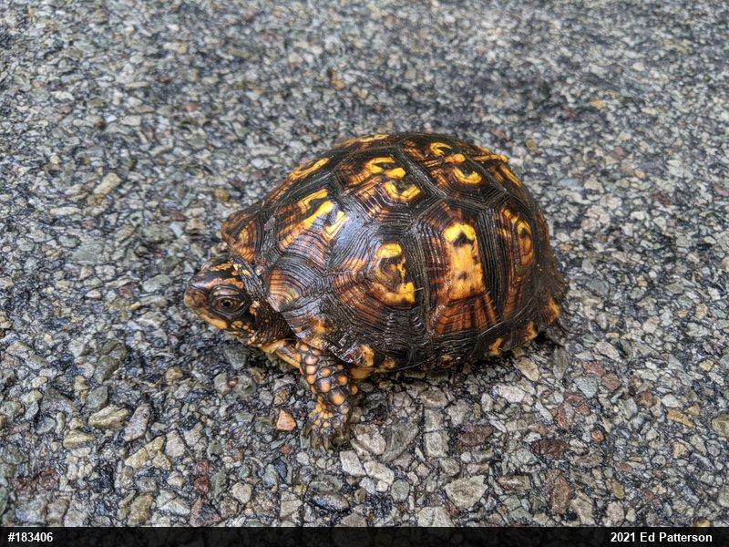 Eastern Box Turtle