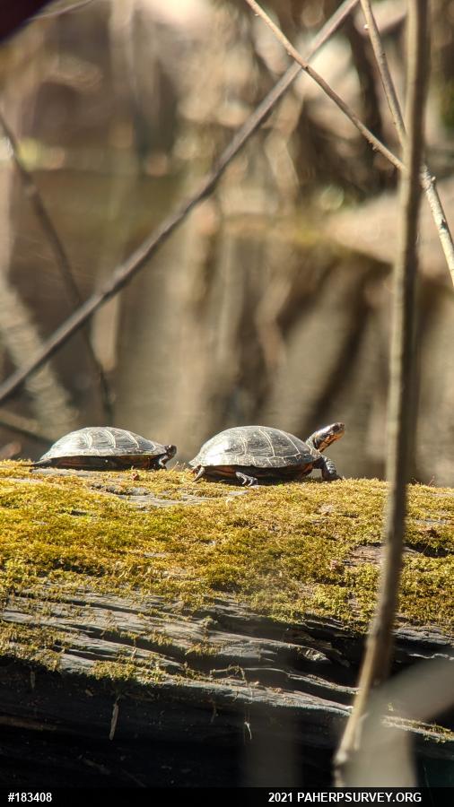 Spotted Turtle