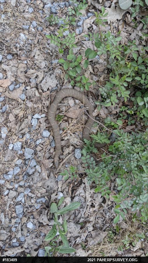 Northern Watersnake