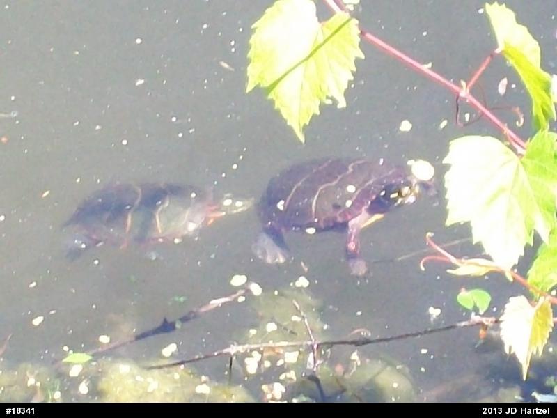 Eastern Painted Turtle