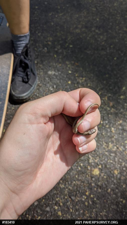 Dekay's Brownsnake