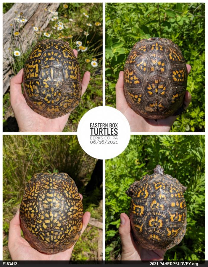 Eastern Box Turtle