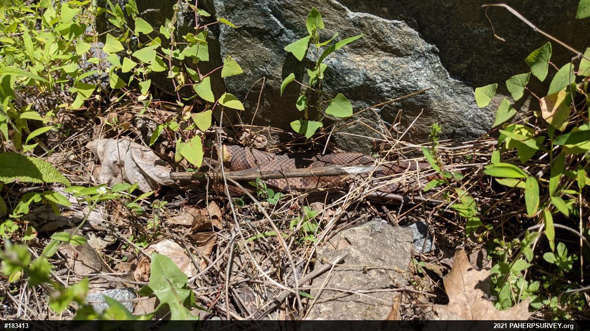 Northern Copperhead