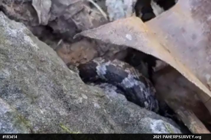 Eastern Ratsnake