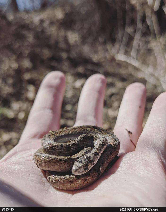 Dekay's Brownsnake