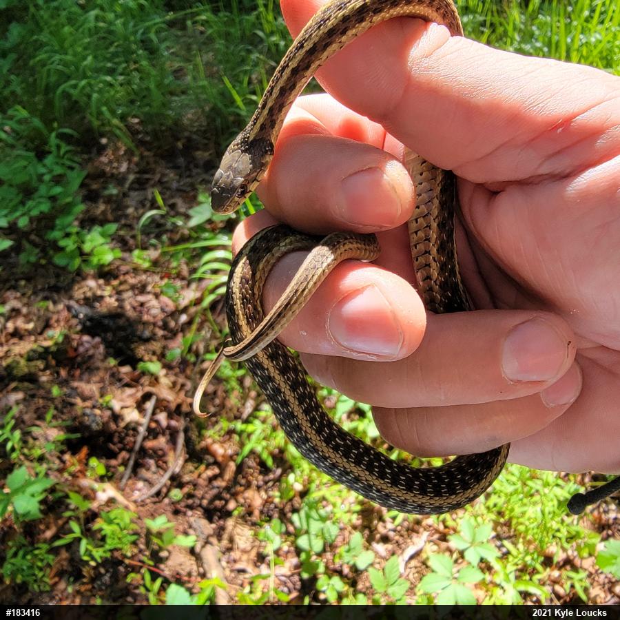 Eastern Gartersnake
