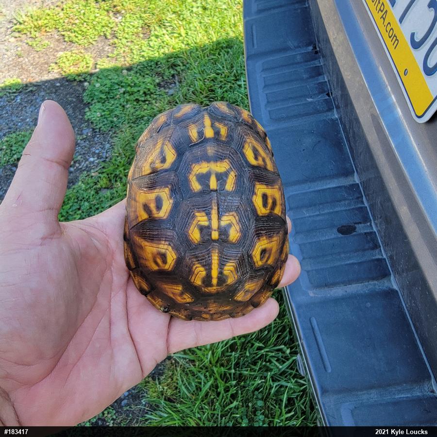 Eastern Box Turtle