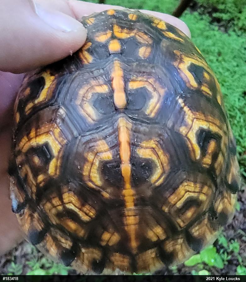Eastern Box Turtle
