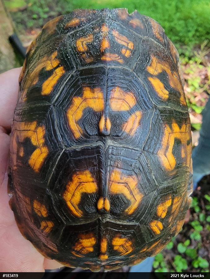 Eastern Box Turtle