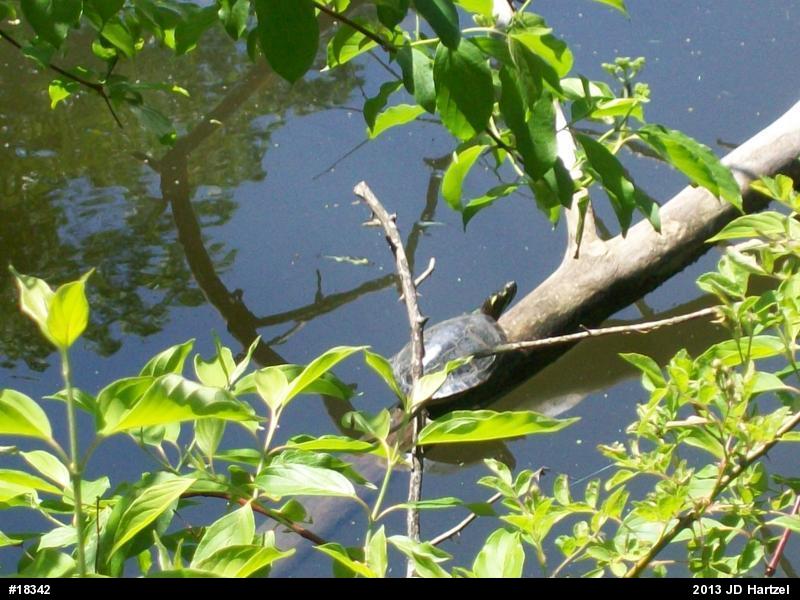 Eastern Painted Turtle