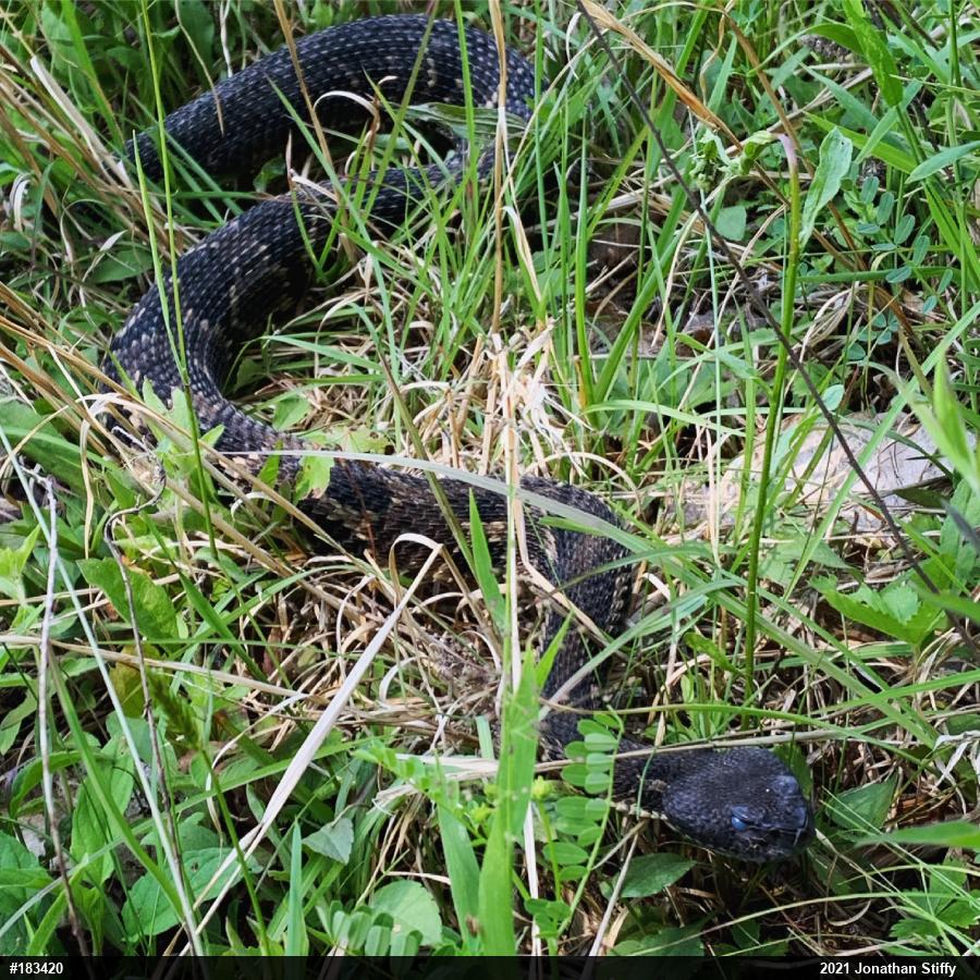 Timber Rattlesnake