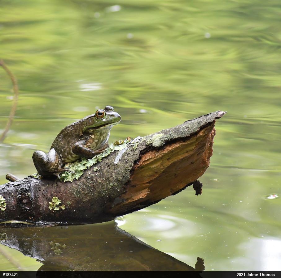 American Bullfrog