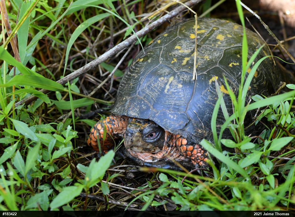 Eastern Box Turtle