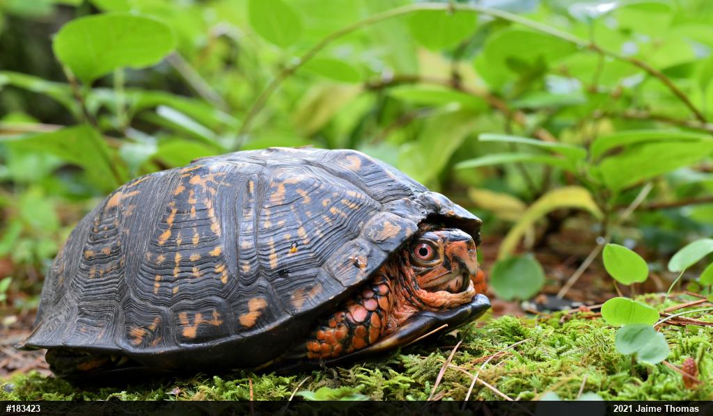 Eastern Box Turtle