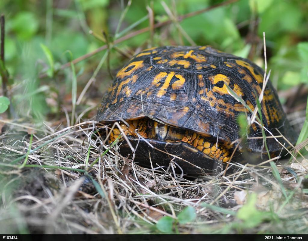 Eastern Box Turtle