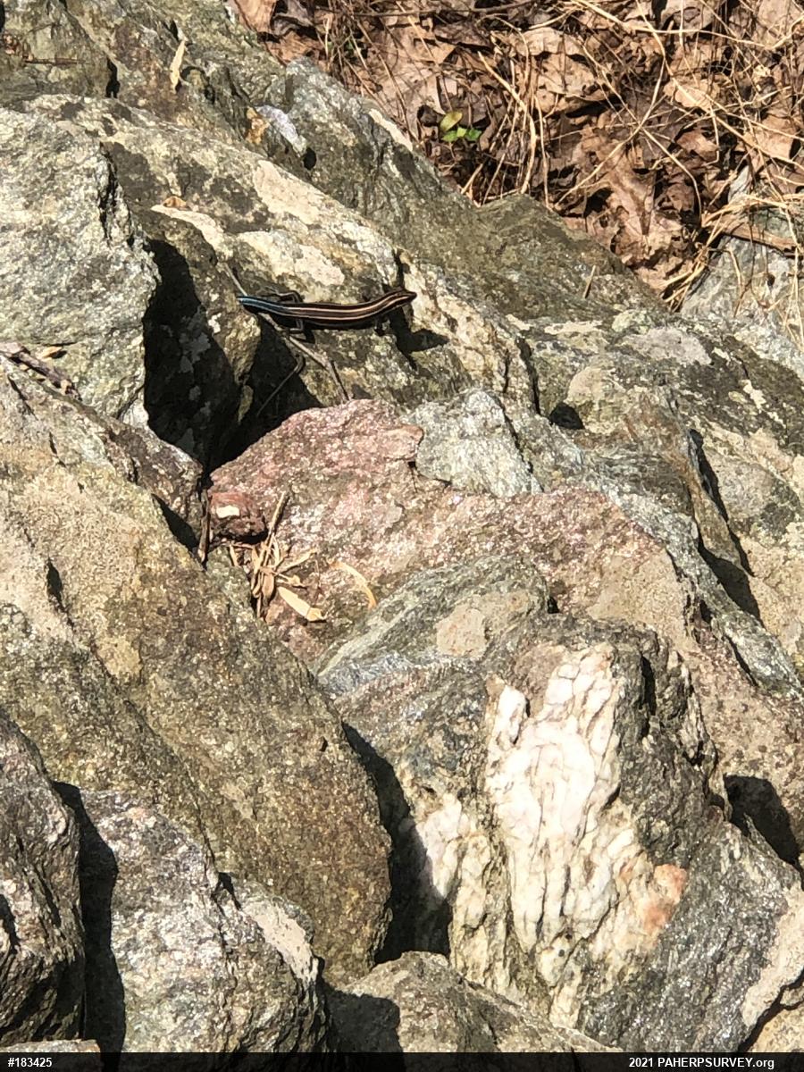 Common Five-lined Skink