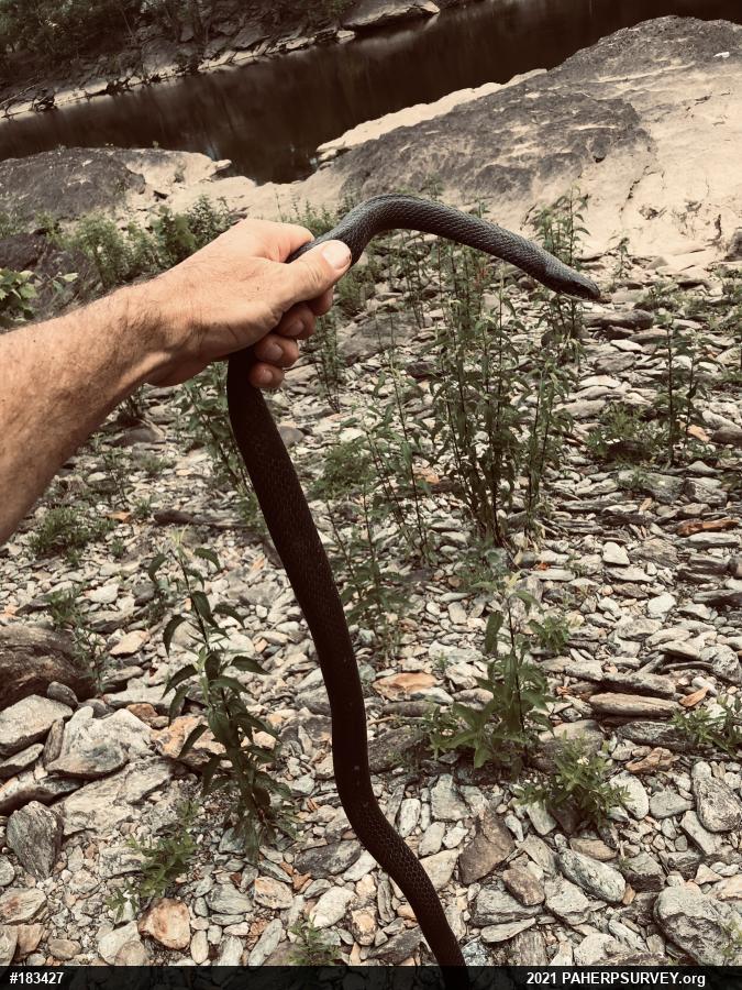 Eastern Ratsnake