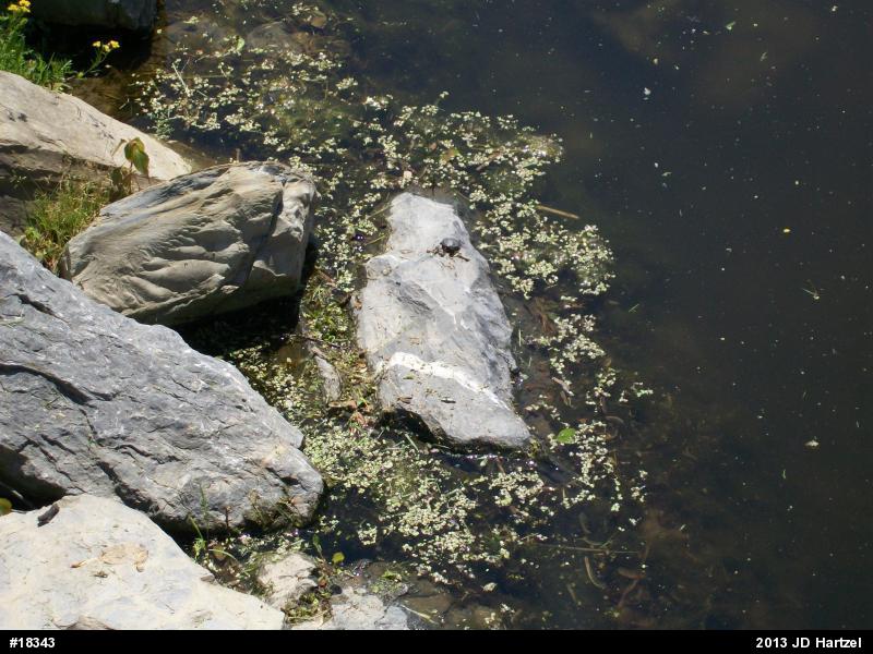 Eastern Painted Turtle