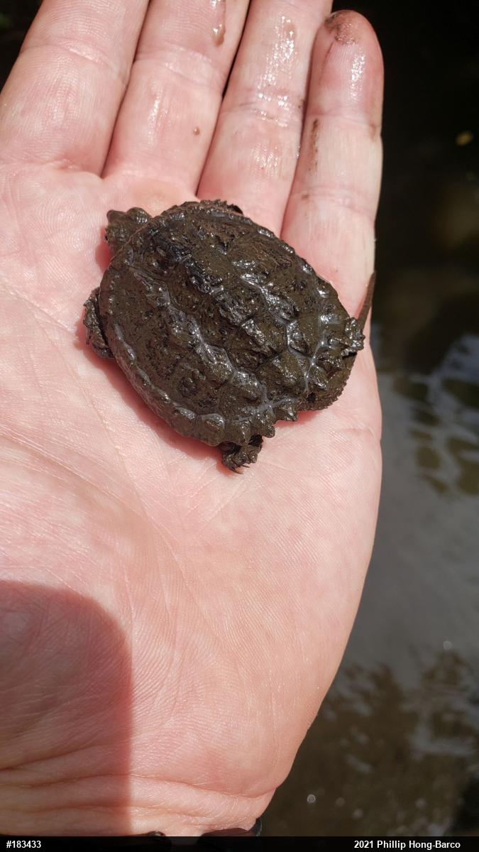 Snapping Turtle