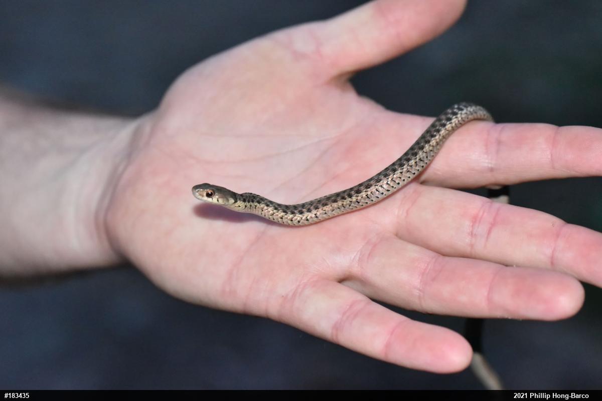 Eastern Gartersnake