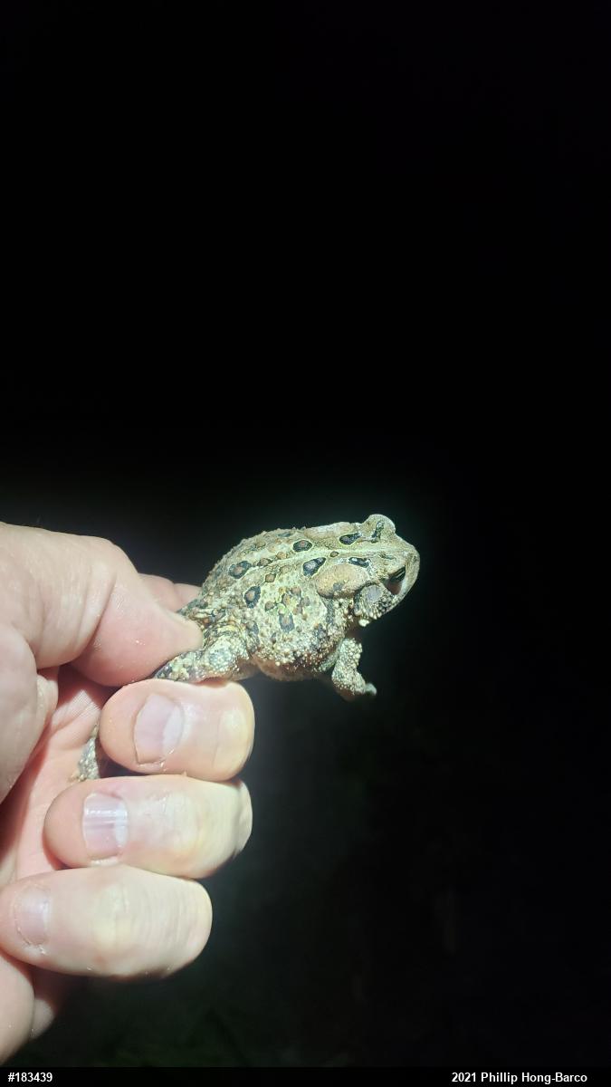 Eastern American Toad
