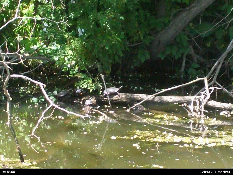 Eastern Painted Turtle