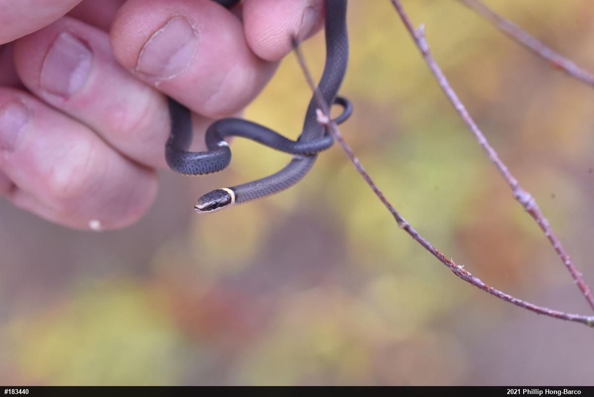 Northern Ring-necked Snake
