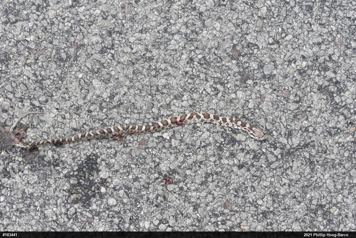 Eastern Ratsnake