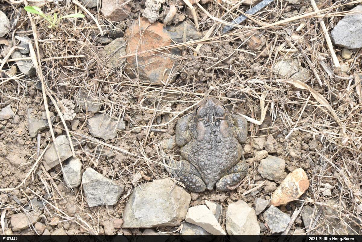 Eastern American Toad
