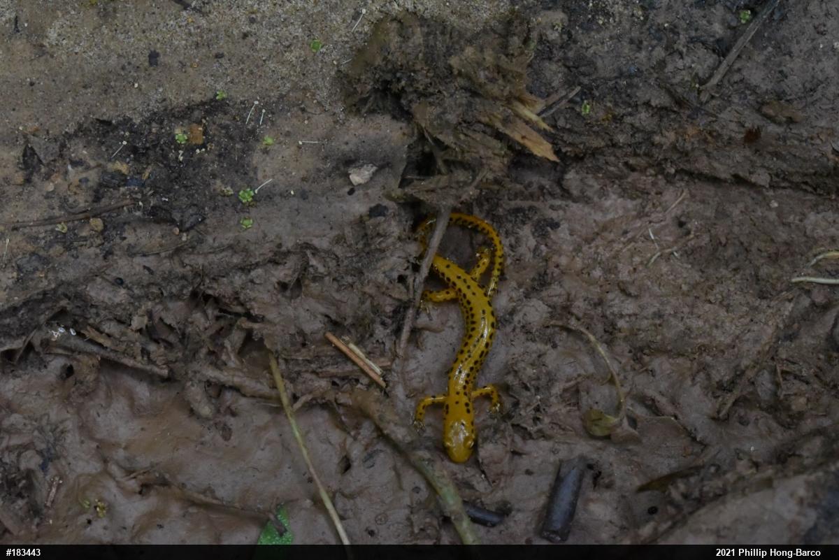 Eastern Long-tailed Salamander