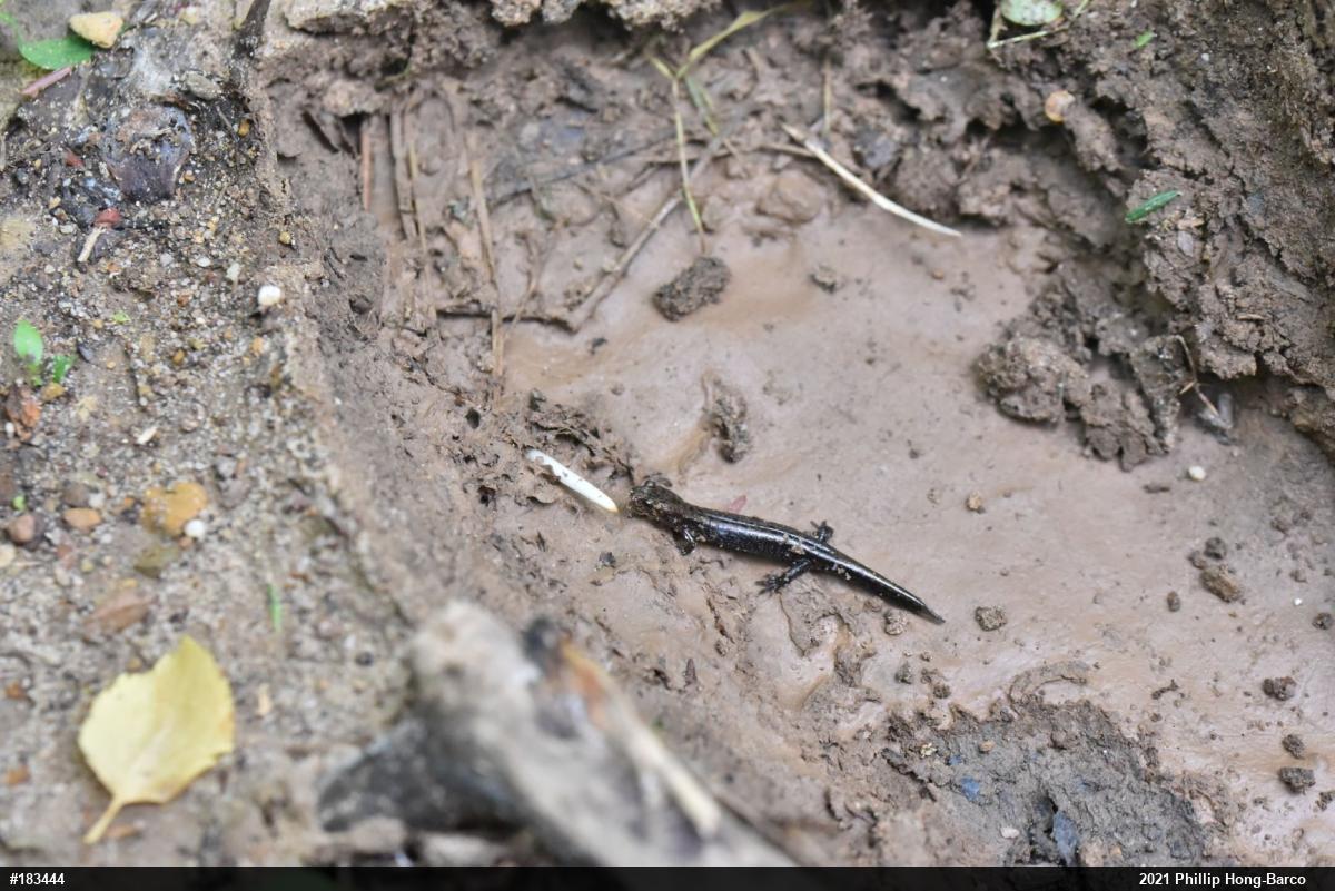 Allegheny Mountain Dusky Salamander