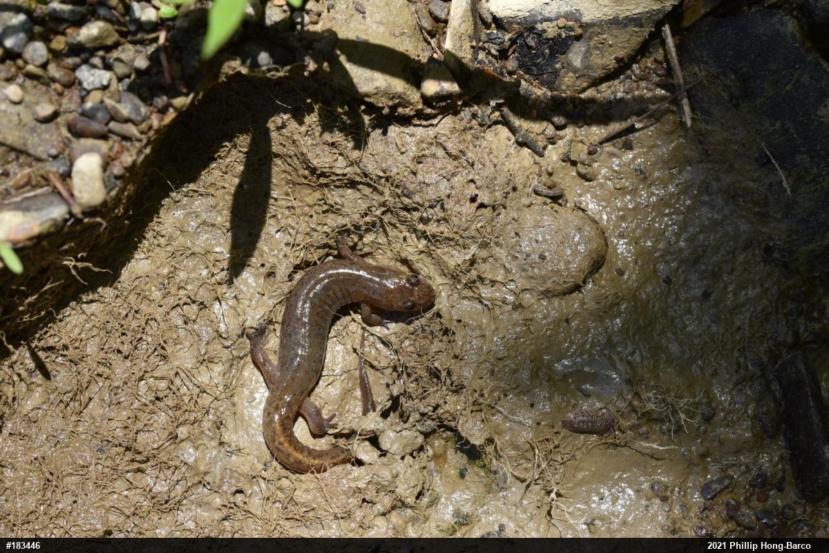 Northern Dusky Salamander